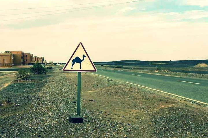 Desert highway with a triangular camel crossing road sign and barren landscape stretching to horizon.