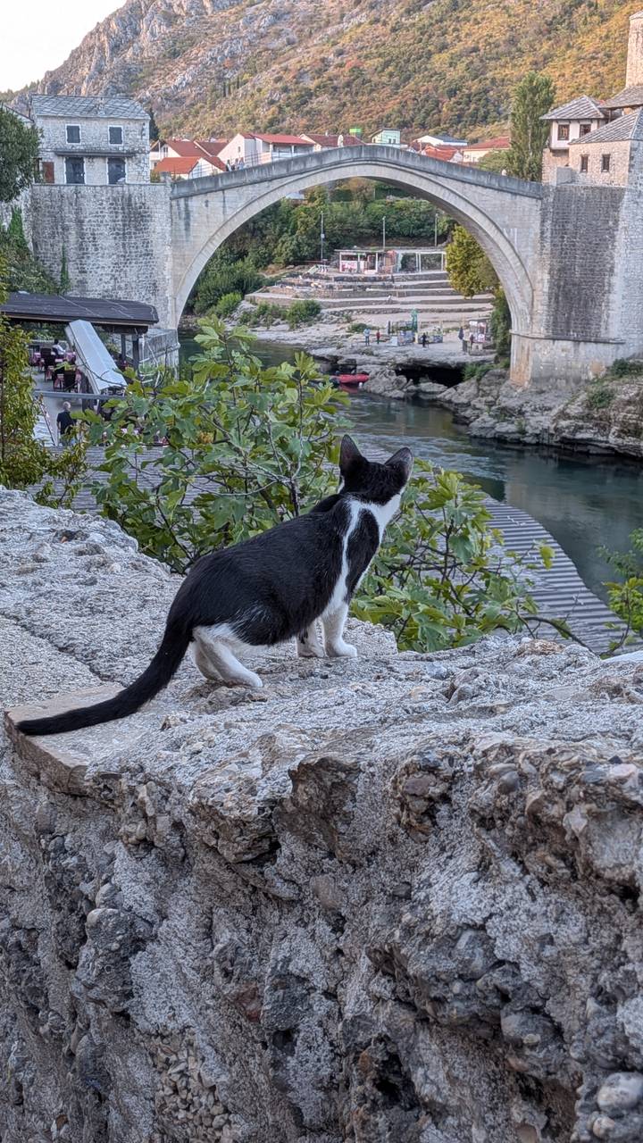 Black and white cat perched on stone wall looking toward turquoise river below.