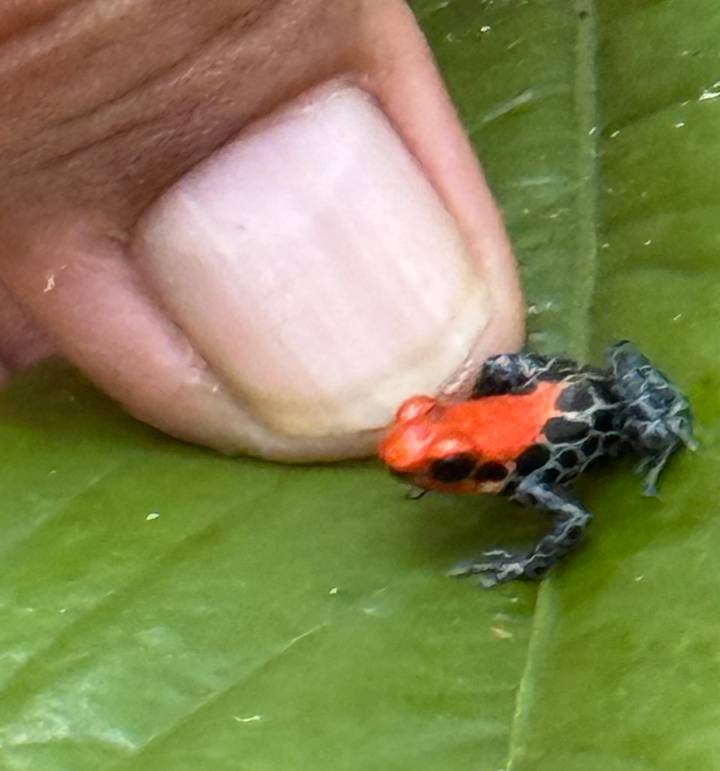 Close-up of tiny red-and-black poison dart frog beside a human fingernail.