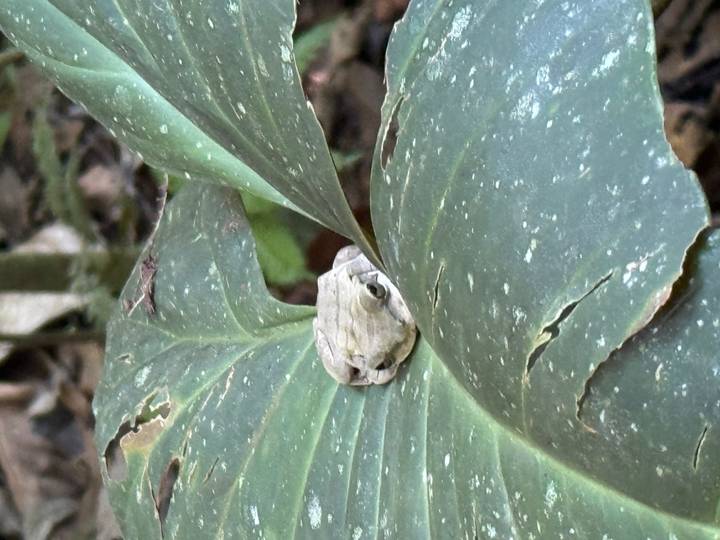 Small tree frog peeking over large green rainforest leaf.