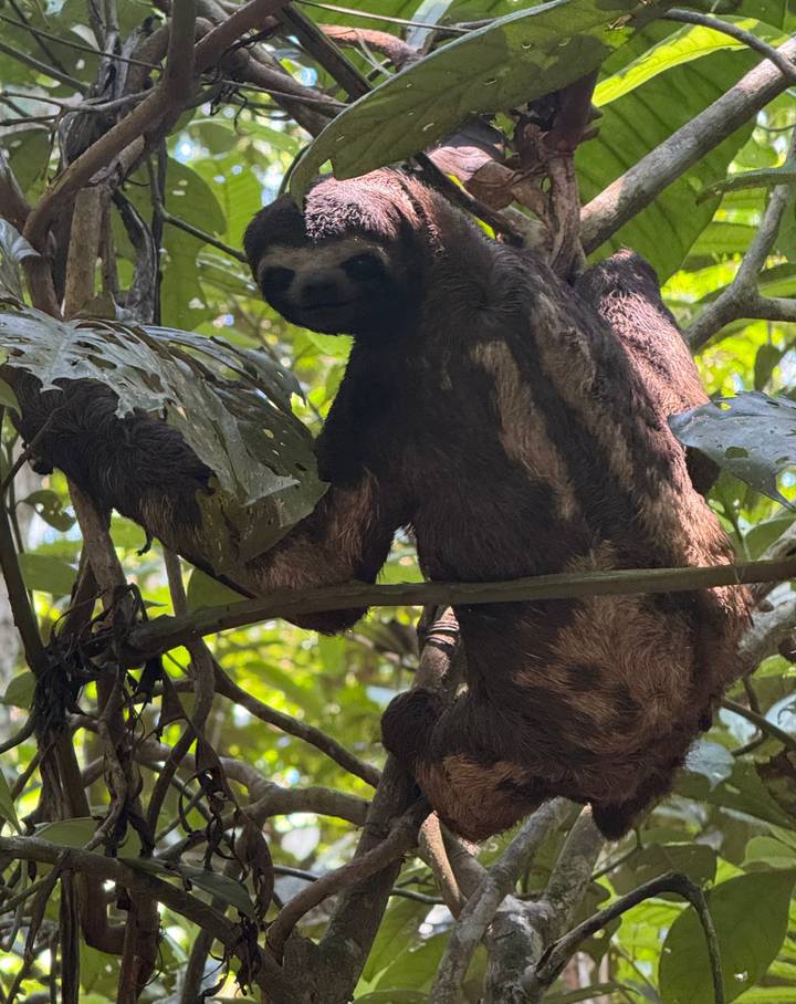 Close view of monkey clinging to leafy branch in dense jungle.