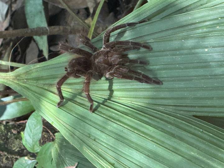 Brown tarantula resting on ribbed tropical leaf in jungle environment.