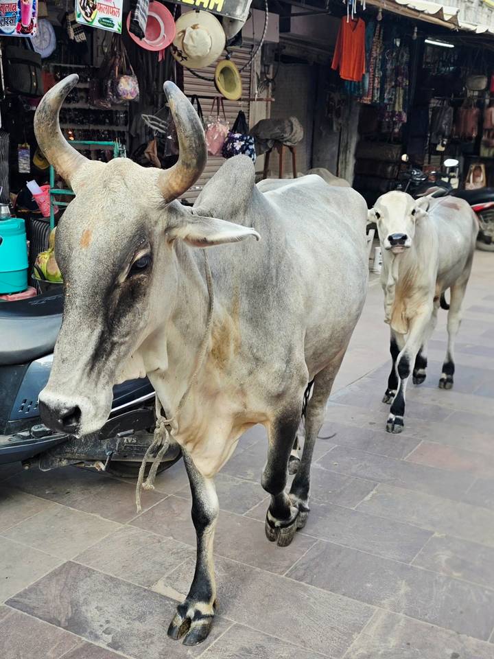 Sacred cows wandering along an Indian street beside parked scooters