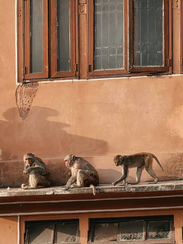 Trio of rhesus macaques sitting against an old textured wall beneath shuttered window