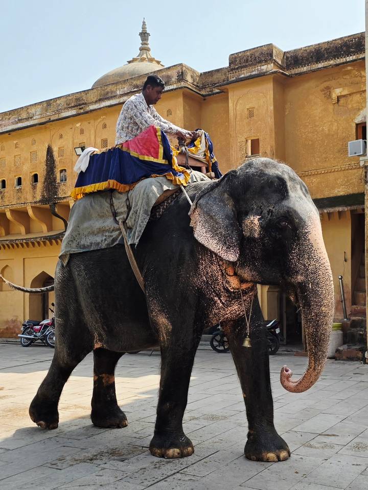 Decorated elephant carrying a tourist in front of Amber Fort’s sandstone walls