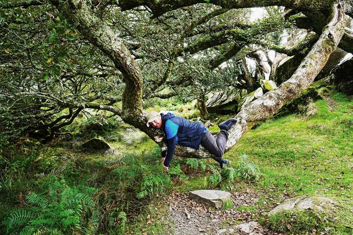 Traveller playfully sprawled on a low tree limb in a mossy green forest
