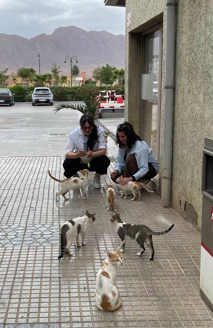 Two women crouch to feed several friendly street cats on a tiled sidewalk.