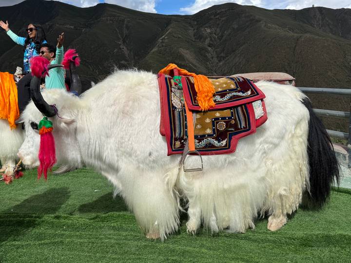 White yak adorned with colorful saddle and tassels stands at a mountain viewpoint attraction.