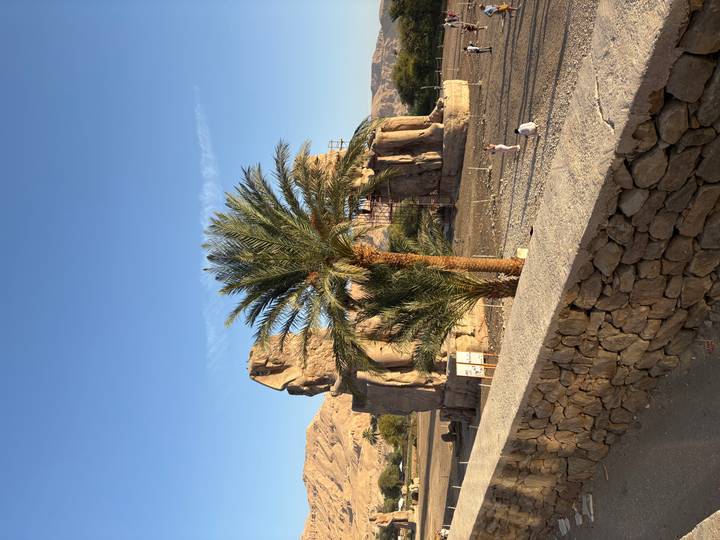 Two colossal seated statues under restoration stand beyond a palm tree in Luxor.