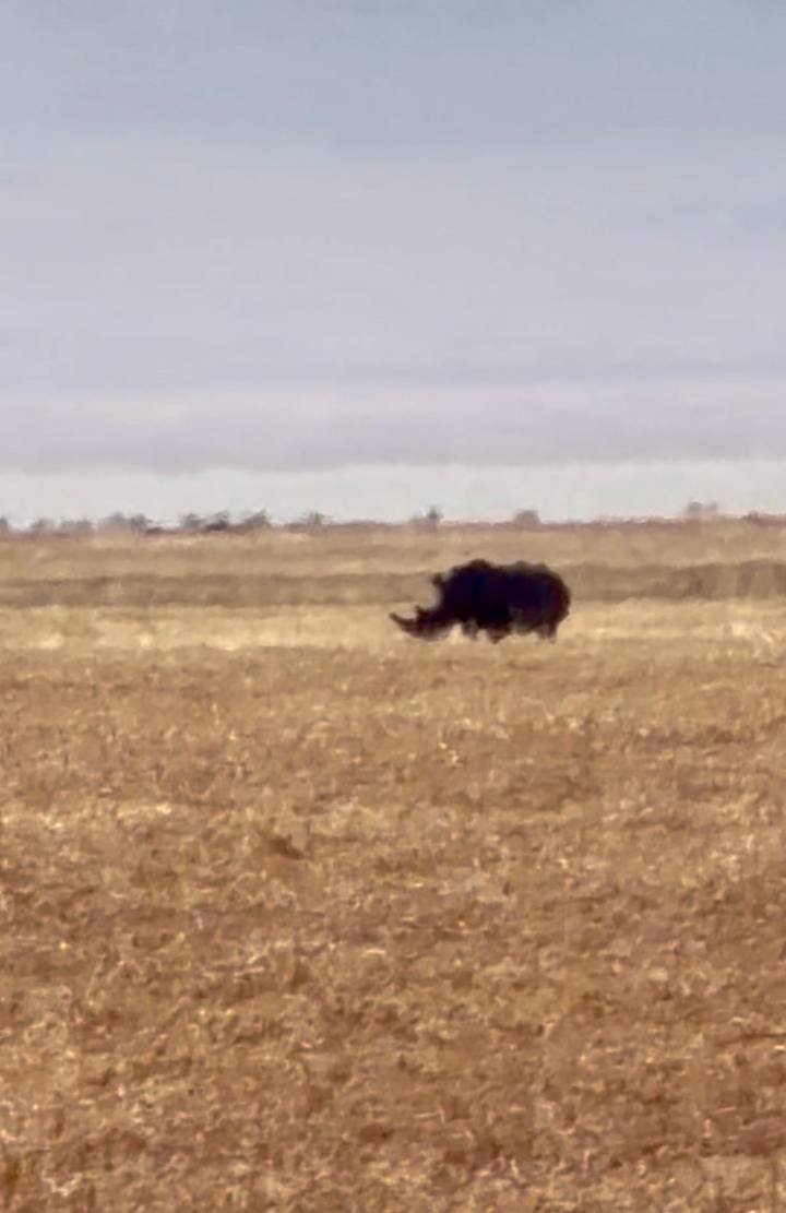 Very blurry distant view of a rhinoceros standing on an open plain.