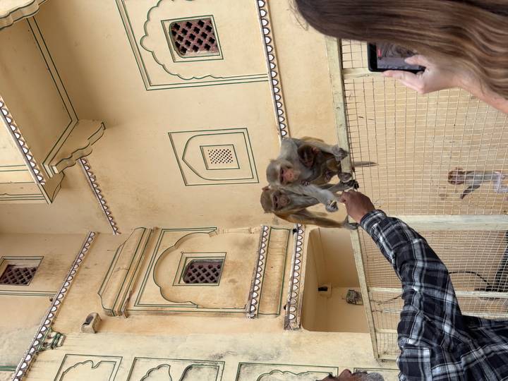 Tourist feeding two rhesus monkeys perched on a fence at a historic courtyard