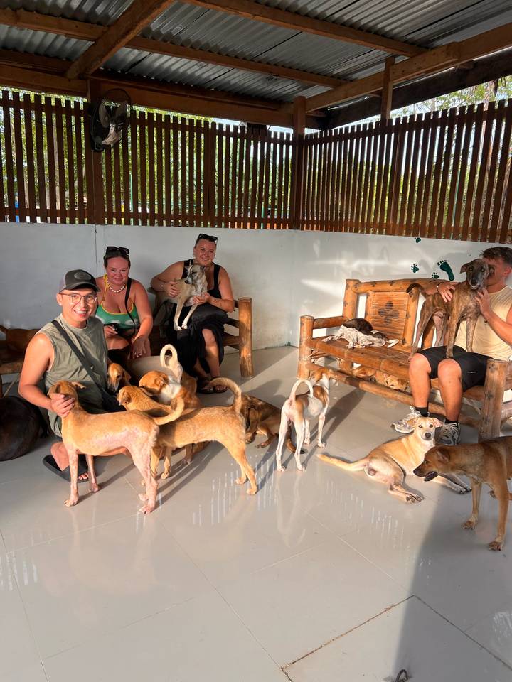 Travellers sit on wooden benches inside an animal shelter playing with numerous rescue dogs.