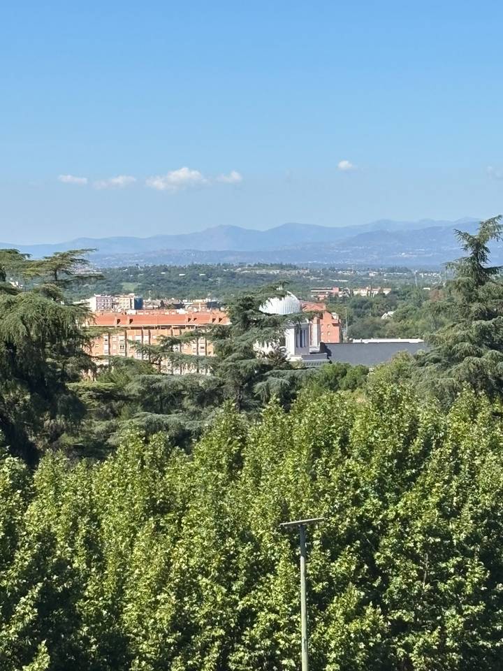 Distant cityscape view framed by tall evergreens with mountains in the background.