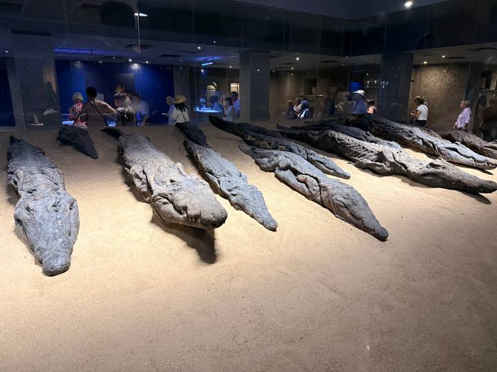 A row of mummified crocodiles displayed on sand inside a museum hall, with visitors observing.