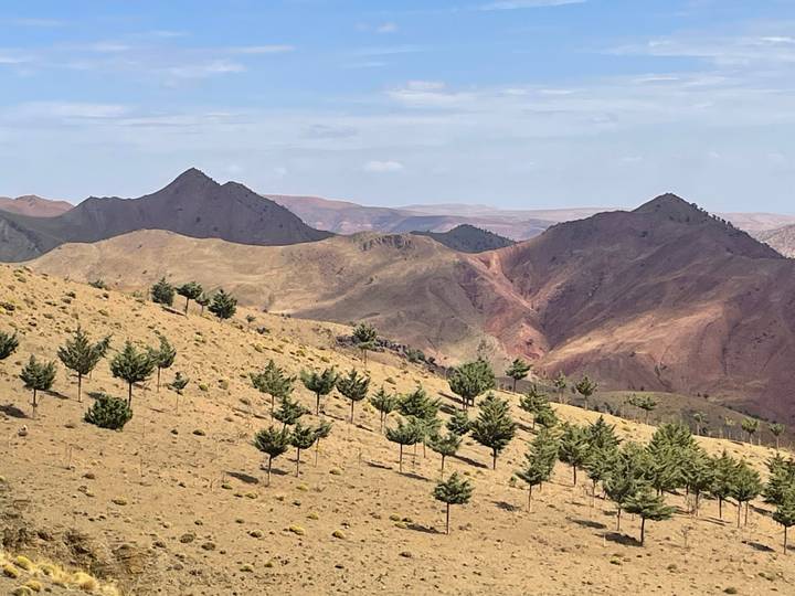 Arid mountain landscape with rows of small conifer trees scattered across sandy slopes.