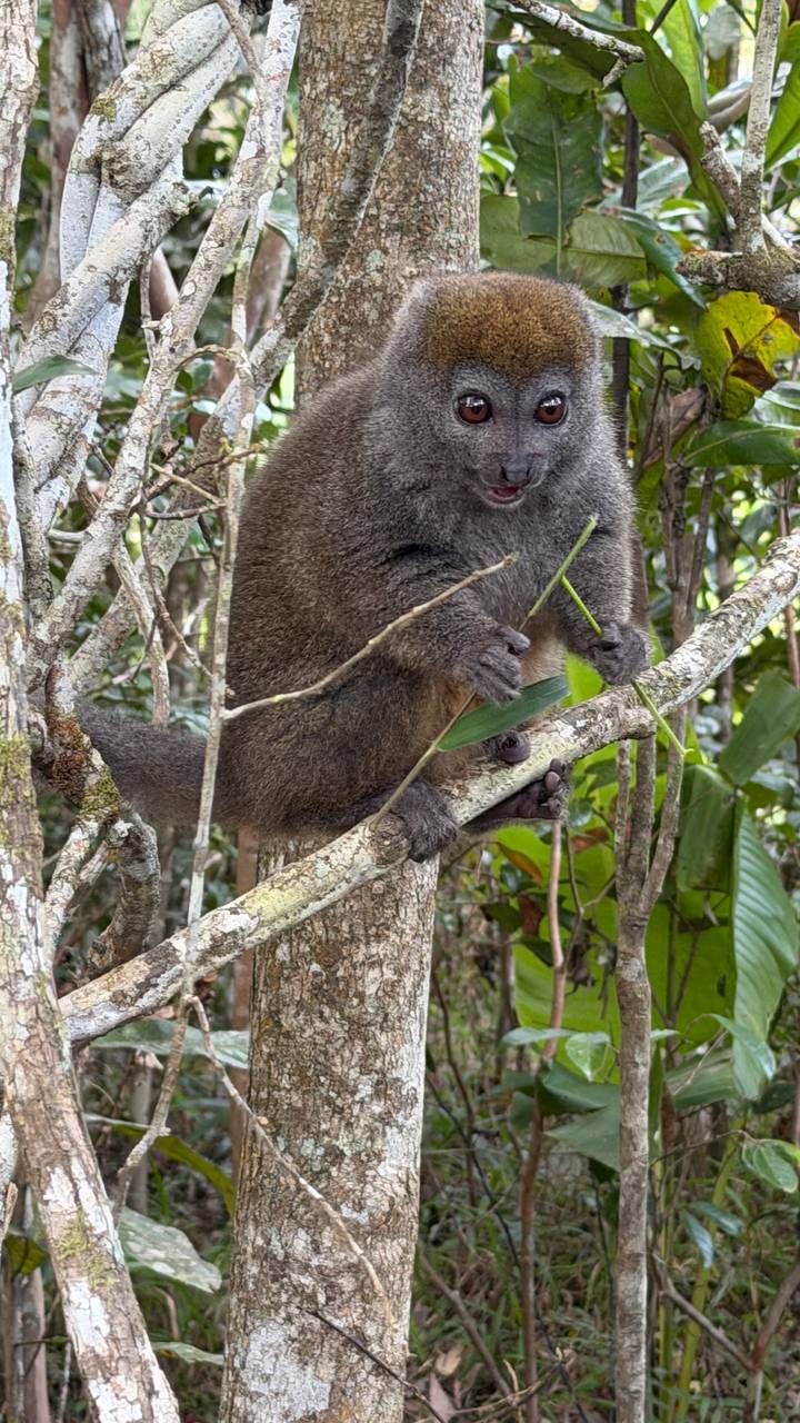 Close-up of a brown lemur perched on a branch holding green leaves.