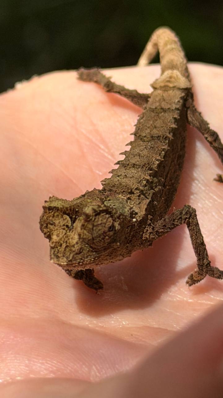 Tiny brown leaf chameleon rests on a person's fingertip showing intricate texture.