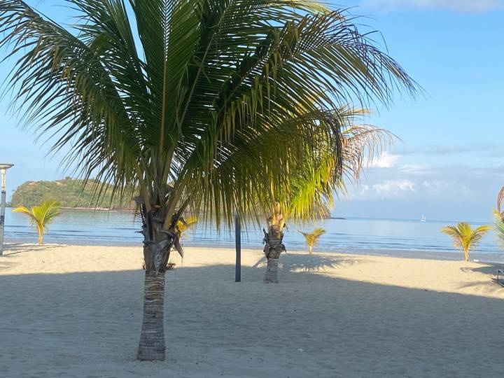 Quiet sandy beach with young palm trees and calm sea on a clear morning.