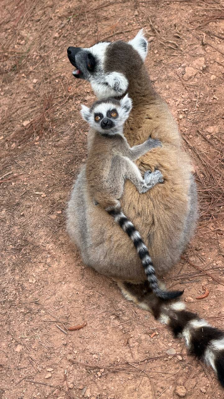 Baby ring-tailed lemur clings to its mother's back while she sits on the ground.