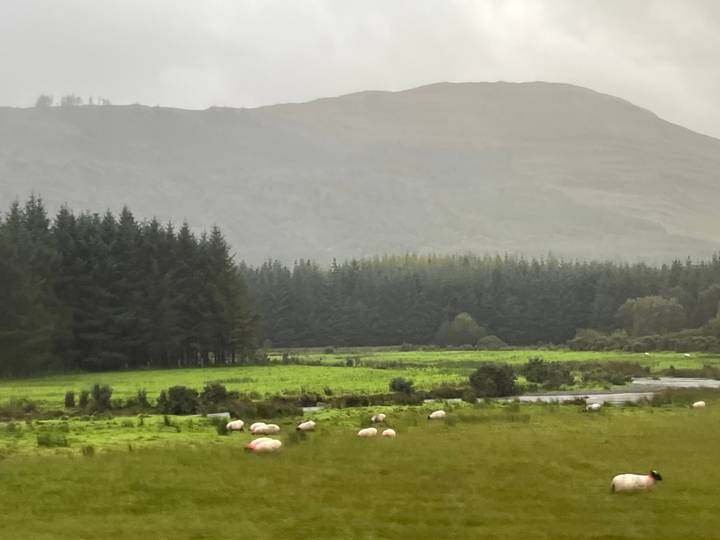 Green pasture with grazing sheep bordered by dense evergreen forest beneath misty hills.