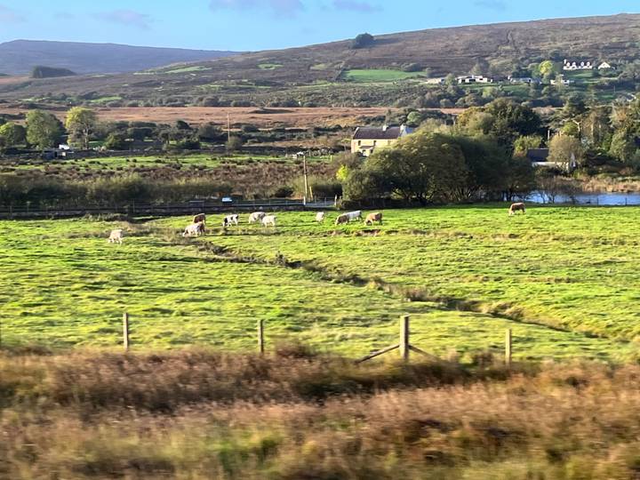 Green farmland with grazing cattle and hedgerows stretching across rolling Irish countryside.