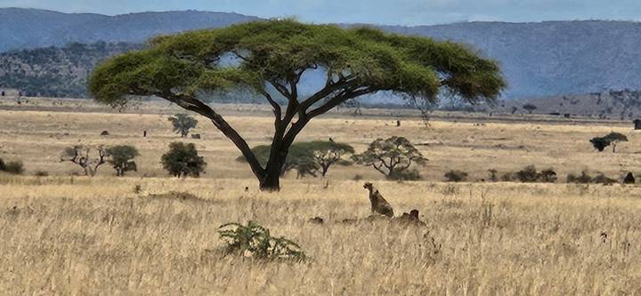 Lone acacia tree standing over dry grasslands with a lion pride resting beneath in the Serengeti.