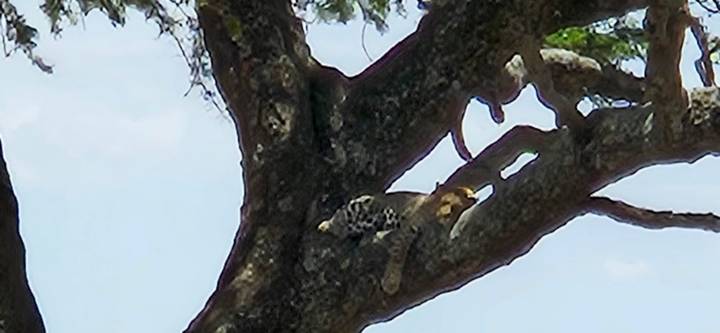 Leopard resting on branch of large tree, partially hidden by foliage in bright daylight.
