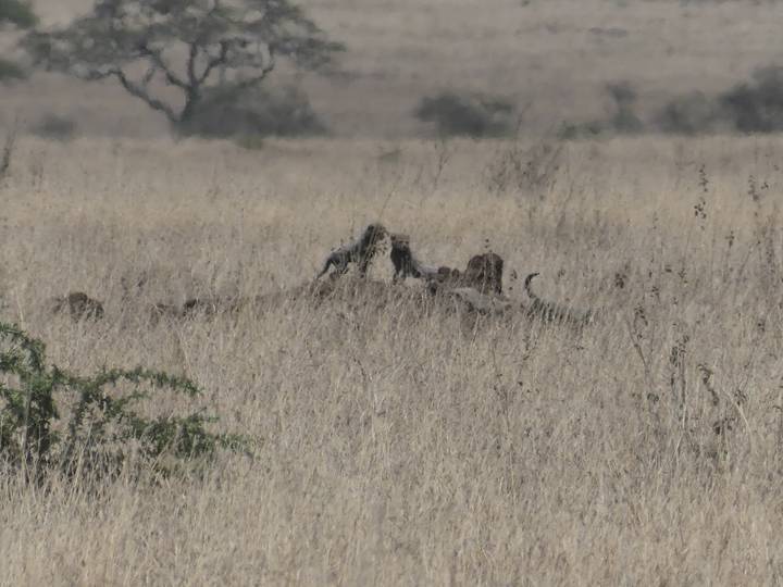 Distant lions feeding on a carcass obscured by tall grass in a savannah setting