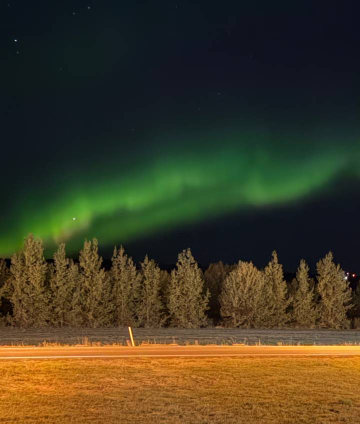 Bright green northern lights sweep above a dark silhouette of pine trees.