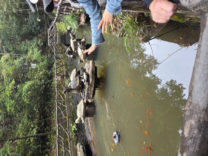 Small pond with turtles perched on stone platforms and colorful fish below while visitors point from the edge.