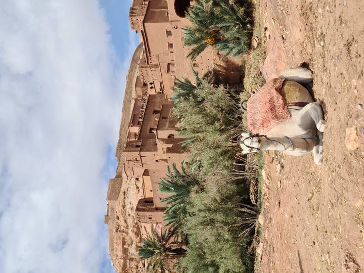 A saddled camel rests in front of the earthen kasbah buildings of Aït Benhaddou.
