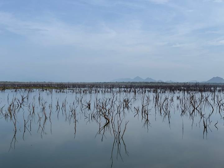 A tranquil wetland scene with hundreds of dead tree trunks reflected in calm water under a hazy sky.