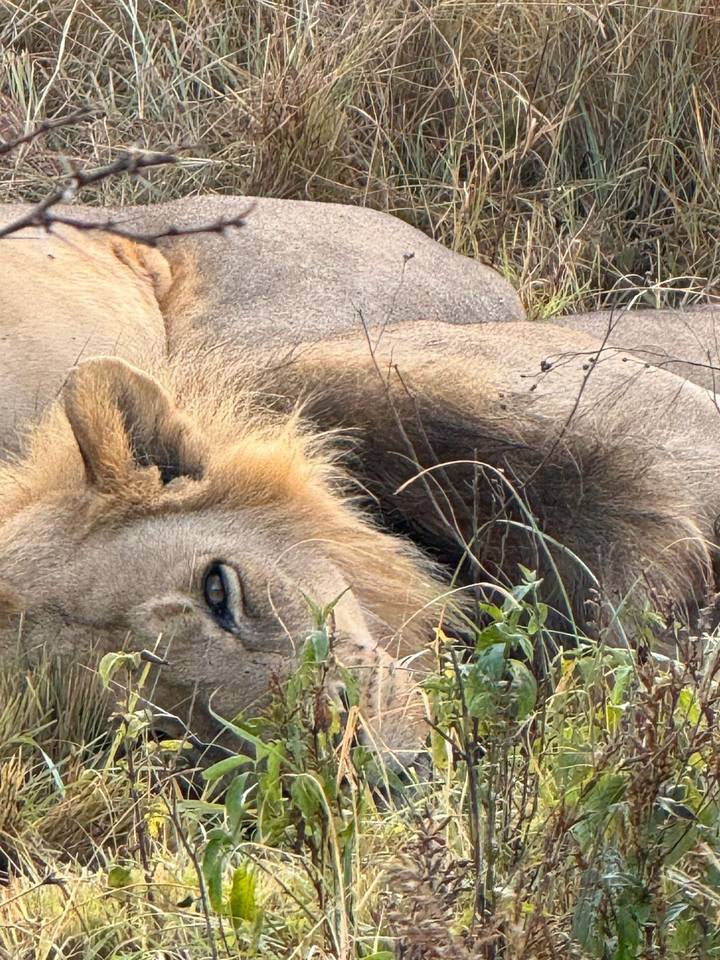 Close-up, slightly blurred view of a resting lion’s face partially hidden in dry grass.