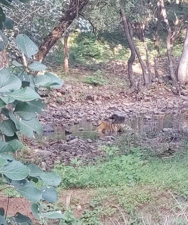 Bengal tiger cools off in a shallow forest stream among a rocky riverbed.