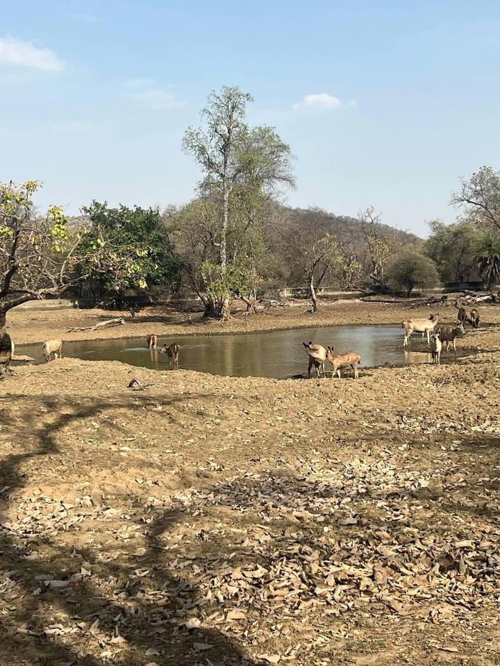 Deer and langur monkeys drinking at a small watering hole in dry forest