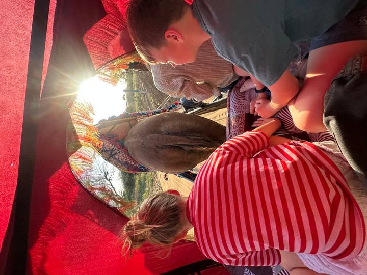 View from inside a camel cart where two children sit behind the camel as sunlight filters through a red canopy.