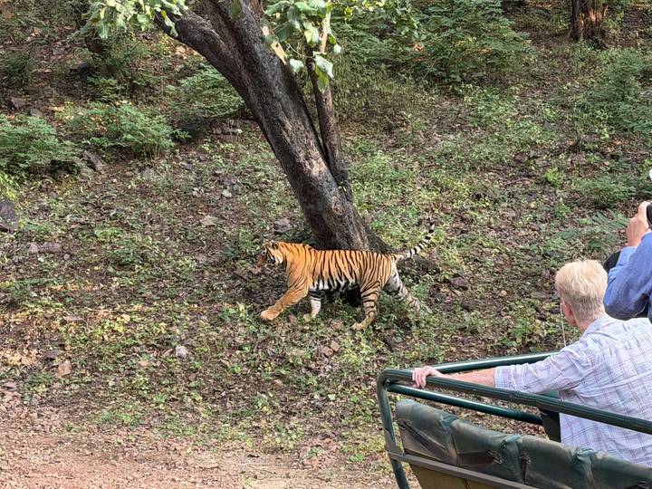 Bengal tiger walking past a safari jeep while visitors observe inside Ranthambore National Park.