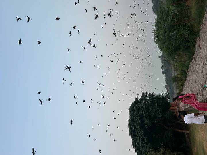 Sky filled with a large flock of birds above visitors standing on a stone embankment at dusk.