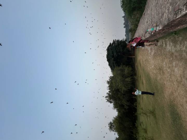 Open grassy field with scattered visitors photographing birds flying overhead in the twilight sky.
