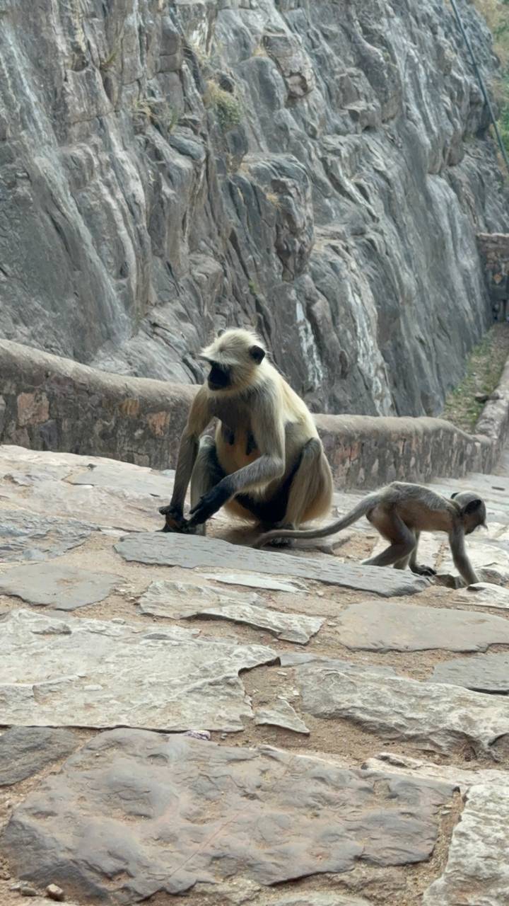 Adult and juvenile langur monkeys sitting on rocky steps along a cliffside path.