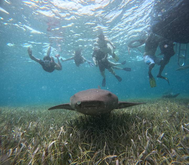Snorkellers float above seagrass as a curious nurse shark swims toward the camera in clear blue water.
