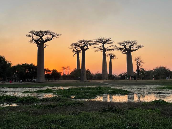 Silhouettes of towering baobab trees against a vivid orange sunset reflected in a wetland.