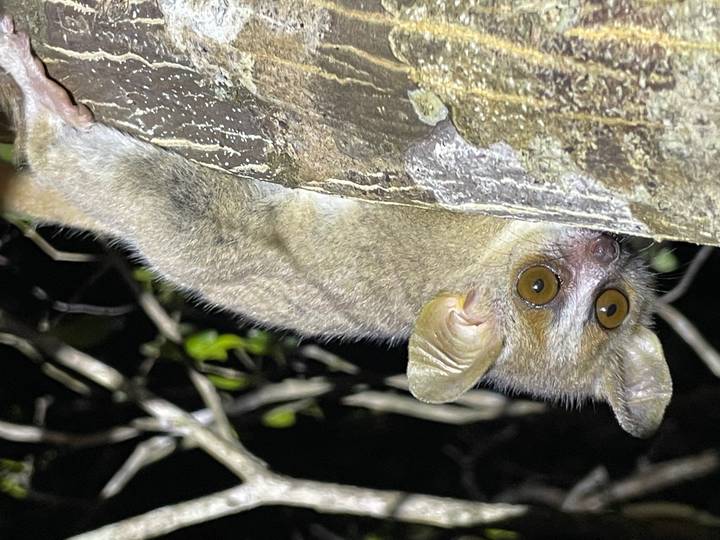 Close-up night shot of a lemur clinging to a tree trunk with wide reflective eyes.
