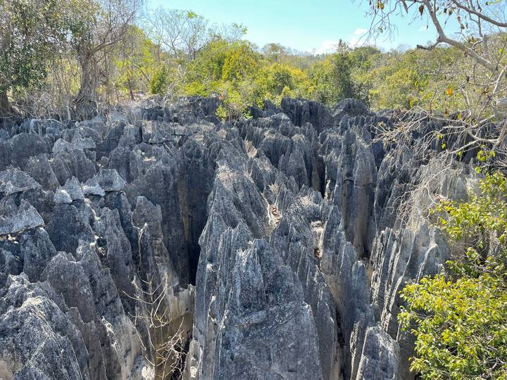 Jagged grey limestone pinnacles of the Tsingy de Bemaraha rising densely from dry forest terrain.