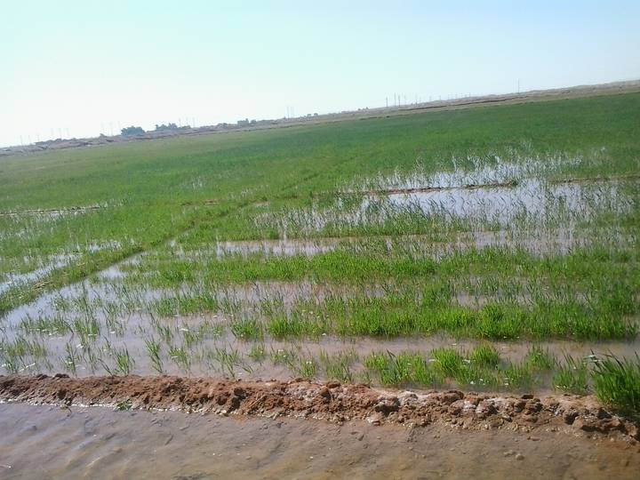 Water-logged agricultural field with young green shoots under a hazy sky.