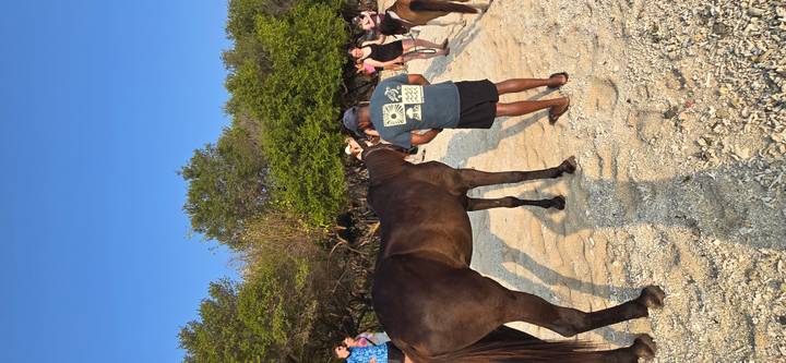 Travelers interact with horses on a sandy beach backed by coastal trees.