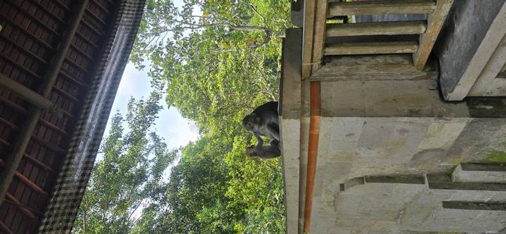 Two macaques groom each other on a stone ledge in a lush forest sanctuary.