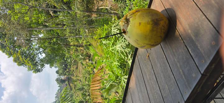 A fresh coconut with straw rests on a wooden deck overlooking verdant jungle and rice paddies.