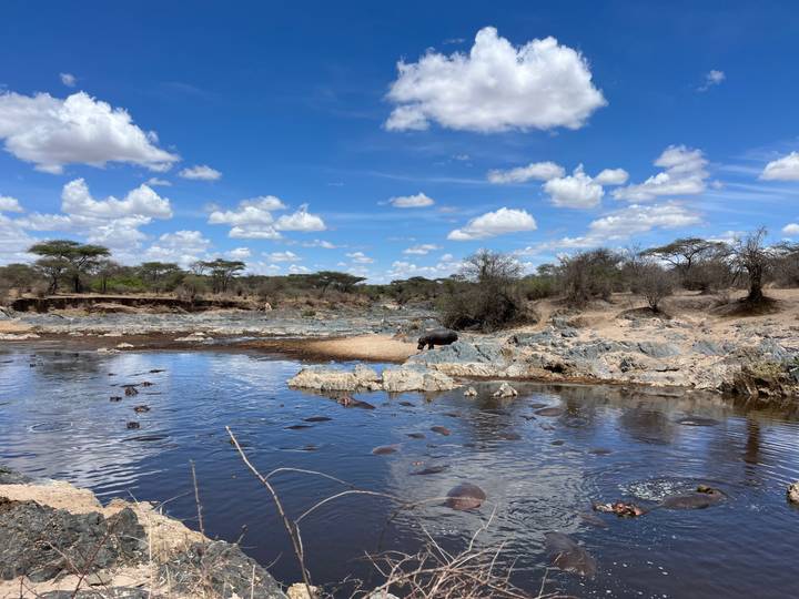 Waterhole dotted with submerged hippos surrounded by rocky banks and acacia trees under bright blue skies.