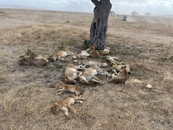 Pride of lions lounges in the shade of a lone tree amid dry golden grasslands.